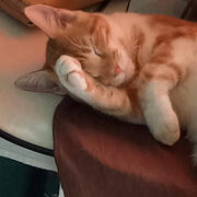 Galleta (Cookie) 𖹭 ≽ - ˕ •マฅ